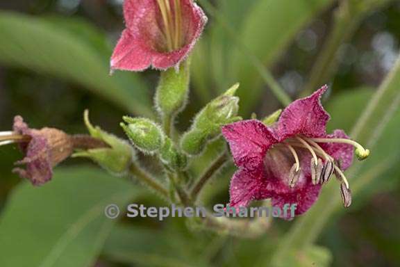 nicotiana tomentosa 2 graphic